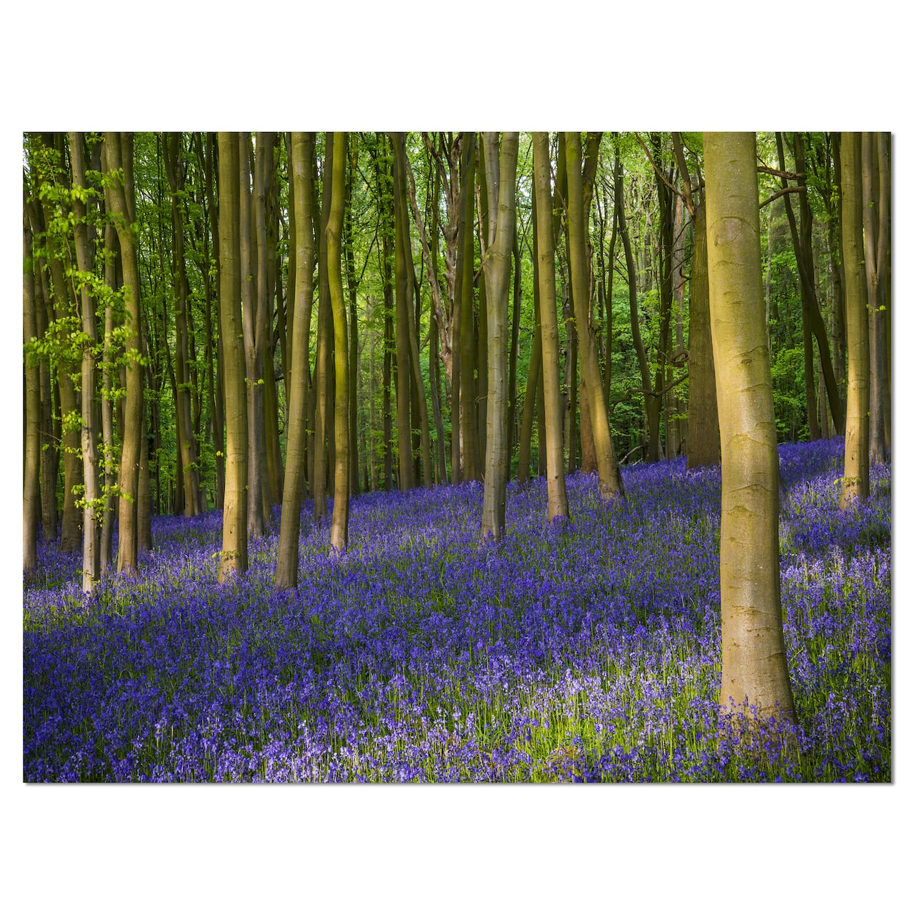 Designart - Bluebell Woods in Oxfordshire - Landscape Canvas Art Print